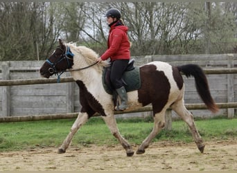 Curly Horse, Stute, 6 Jahre, 155 cm, Rappe