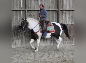 Curly Horse, Stute, 6 Jahre, 155 cm, Rappe