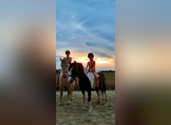 Curly Horse Mix, Stute, 7 Jahre, 130 cm, Schecke