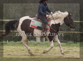 Curly Horse, Stute, 7 Jahre, 155 cm, Dunkelbrauner