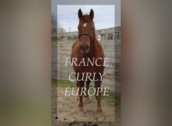 Curly Horse, Stute, 7 Jahre, 155 cm, Dunkelfuchs