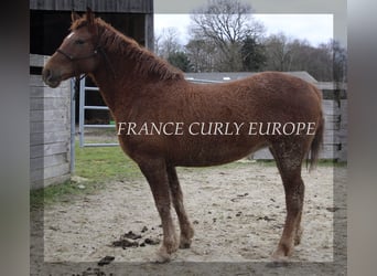 Curly Horse, Stute, 7 Jahre, 155 cm, Dunkelfuchs