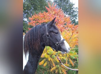 Curly Horse, Stute, 8 Jahre, 130 cm, Schecke