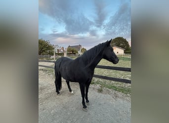 Curly Horse, Stute, 8 Jahre, 145 cm, Rappe