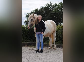 Curly Horse, Stute, 8 Jahre, 148 cm, Palomino