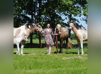 Curly Horse, Stute, 8 Jahre, 158 cm, Falbe