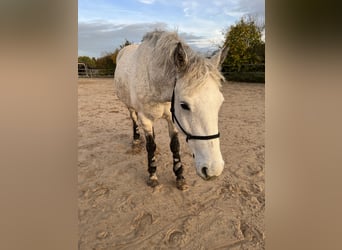 Curly Horse, Stute, 9 Jahre, 147 cm