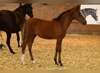Curly Horse, Stute, Fohlen (04/2026), 148 cm, Brauner