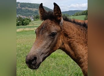 Curly Horse, Stute, Fohlen (04/2023), 148 cm, Brauner
