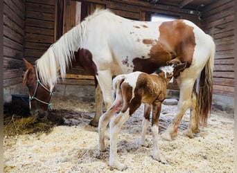 Curly Horse, Stute, Fohlen (01/2023), 150 cm, Schecke