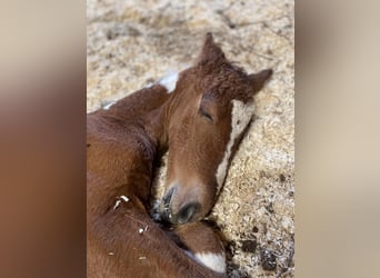 Curly Horse Mix, Stute, Fohlen (01/2023), 150 cm, Schecke