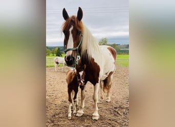 Curly Horse Mix, Stute, Fohlen (01/2023), 150 cm, Schecke