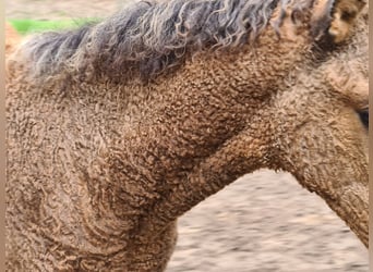 Curly Horse, Stute, Fohlen (06/2023), 155 cm, Buckskin