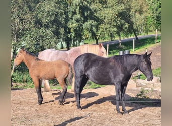 Curly Horse, Stute, Fohlen (06/2023), 155 cm, Buckskin