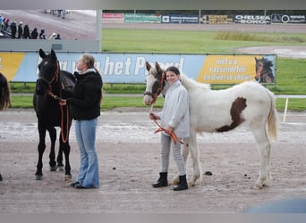 Curly Horse, Stute, Fohlen (05/2025), 155 cm