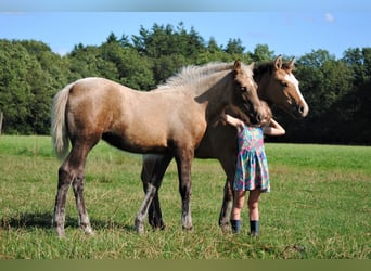 Curly Horse, Stute, Fohlen (05/2023), 158 cm, Palomino
