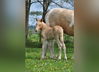 Curly Horse, Stute, Fohlen (05/2023), 158 cm, Palomino