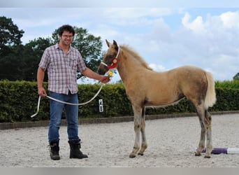 Curly Horse, Stute, Fohlen (05/2023), 158 cm, Palomino