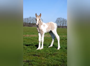 Curly Horse, Stute, Fohlen (03/2026), 160 cm, Falbe