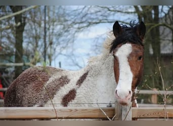 Curly Horse, Stute, Fohlen (03/2026), 160 cm, Falbe