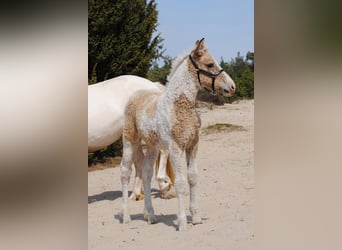 Curly Horse, Stute, Fohlen (03/2026), 160 cm, Falbe