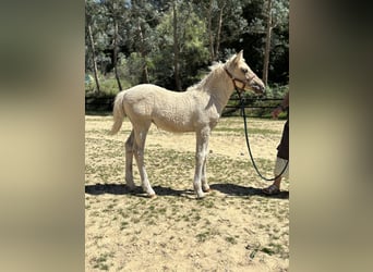 Curly Horse Mix, Stute, Fohlen (05/2026), Palomino