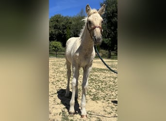 Curly Horse Mix, Stute, Fohlen (05/2026), Palomino
