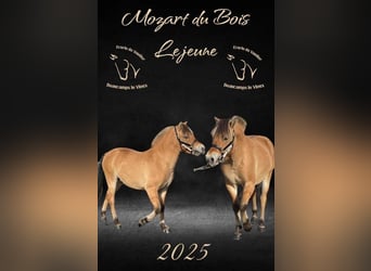 Curly Horse Mix, Stute, Fohlen (05/2026), Palomino