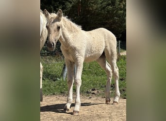 Curly Horse Mix, Stute, Fohlen (05/2026), Palomino