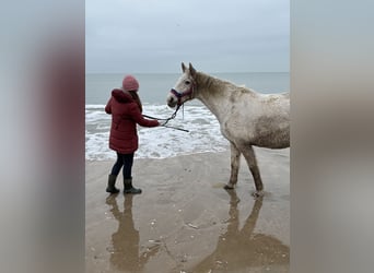 Curly Horse Mix, Stute, Fohlen (05/2026), Palomino