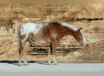 Curly horse Mix, Wałach, 10 lat, 163 cm, Cisawa