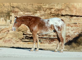 Curly horse Mix, Wałach, 10 lat, 163 cm, Cisawa