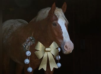 Curly horse Mix, Wałach, 11 lat, 163 cm, Cisawa