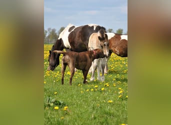 Curly horse, Wałach, 2 lat, 145 cm, Jelenia
