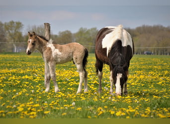 Curly horse, Wałach, 2 lat, 145 cm, Jelenia