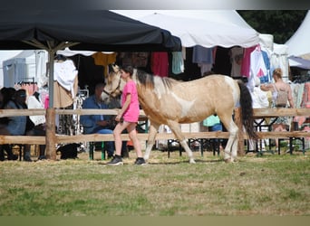 Curly horse, Wałach, 3 lat, 142 cm, Bułana