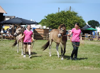 Curly horse, Wałach, 3 lat, 142 cm, Bułana
