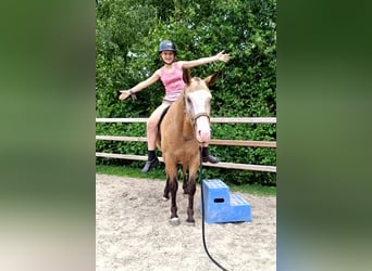 Curly horse, Wałach, 3 lat, 152 cm, Bułana