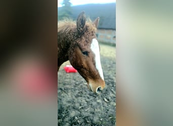 Curly horse, Wałach, 4 lat, 154 cm, Kasztanowata