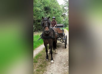 Curly horse Mix, Wałach, 5 lat, 138 cm, Gniada