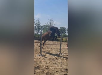 Curly horse Mix, Wałach, 5 lat, 138 cm, Gniada