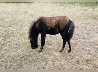 Curly horse, Wałach, 1 Rok, 110 cm, Kara