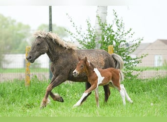 Curly horse, Wałach, 1 Rok, 140 cm, Tobiano wszelkich maści