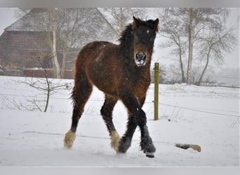 Curly horse Mix, Wałach, 3 lat, 140 cm, Gniada