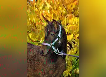 Curly horse Mix, Wałach, 3 lat, 140 cm, Gniada