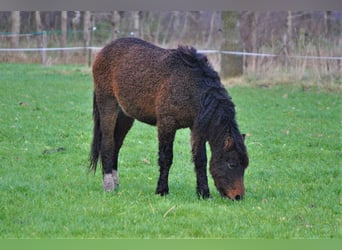 Curly horse Mix, Wałach, 3 lat, 140 cm, Gniada