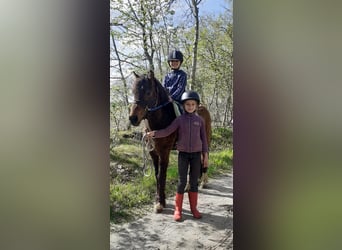 Curly horse Mix, Wałach, 3 lat, 140 cm, Gniada