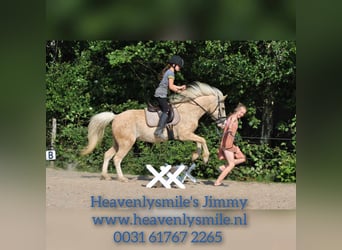 Curly horse Mix, Wałach, 4 lat, 132 cm, Izabelowata