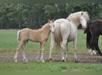 Curly horse Mix, Wałach, 4 lat, 132 cm, Izabelowata