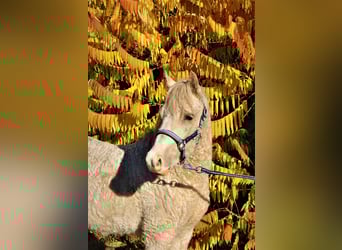 Curly horse Mix, Wałach, 4 lat, 132 cm, Izabelowata